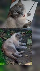 Lost Male Cat last seen Palmetto and marygold, Fontana, CA 92335