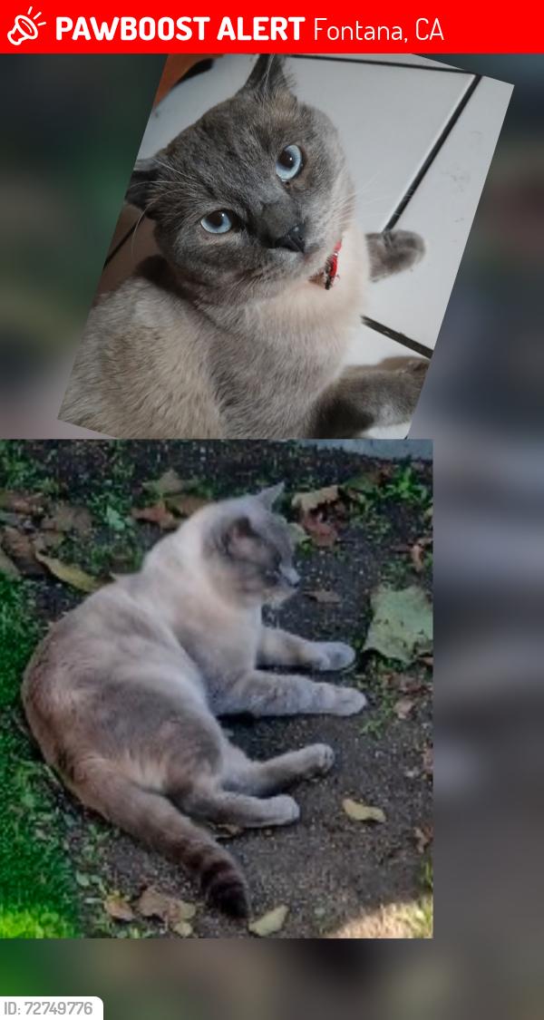 Lost Male Cat last seen Palmetto and marygold, Fontana, CA 92335