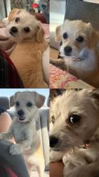 Lost Female Dog last seen She was seen at a side exist gate next to a pilot at my mobile  on cedar ave  and the street side she was near was Santa Ana., Bloomington, CA 92316