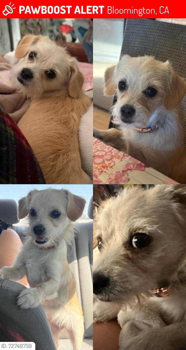 Lost Female Dog last seen She was seen at a side exist gate next to a pilot at my mobile  on cedar ave  and the street side she was near was Santa Ana., Bloomington, CA 92316