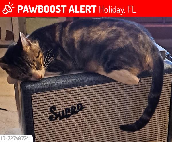 Lost Male Cat last seen Trafford road , Holiday, FL 34690