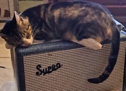 Lost Male Cat last seen Trafford road , Holiday, FL 34690