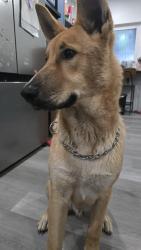 Lost Male Dog last seen N mt vernos ave, Colton, CA 92324