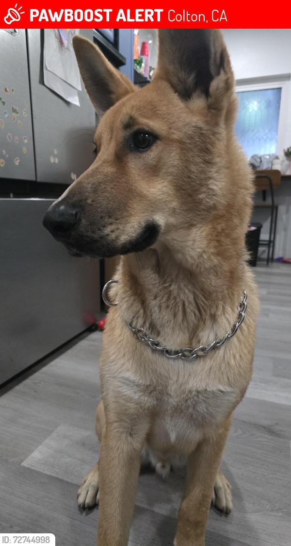 Lost Male Dog last seen N mt vernos ave, Colton, CA 92324