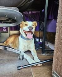 Found/Stray Male Dog last seen Hwy 184 and Mesa Marin, Bakersfield, CA 93306