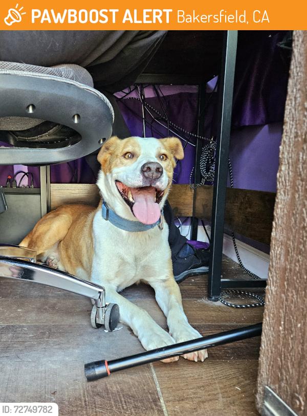 Found/Stray Male Dog last seen Hwy 184 and Mesa Marin, Bakersfield, CA 93306