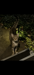 Found/Stray Male Cat last seen Marsh Rd and Center , Pacheco, CA 94520