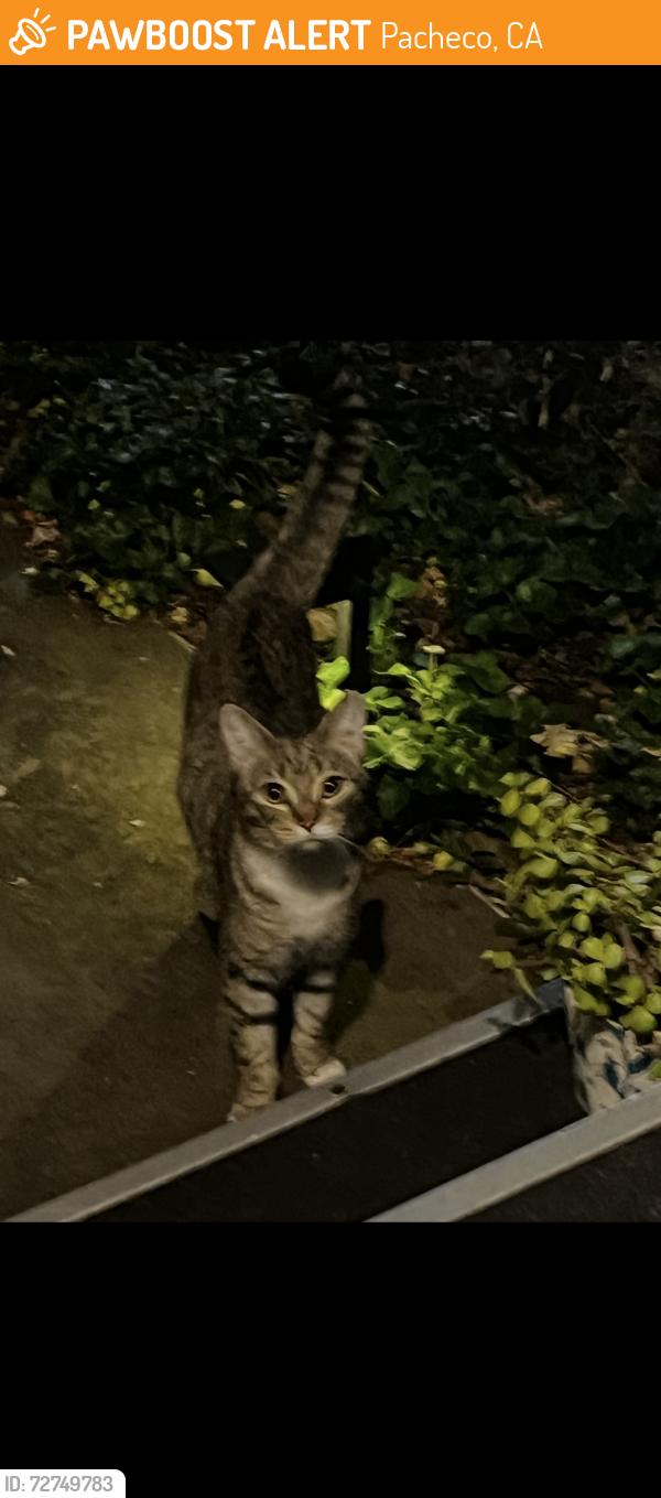 Found/Stray Male Cat last seen Marsh Rd and Center , Pacheco, CA 94520