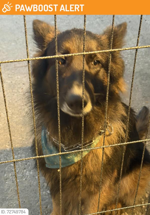 Found/Stray Male Dog last seen Old Houston Road, Montgomery County, TX 77302