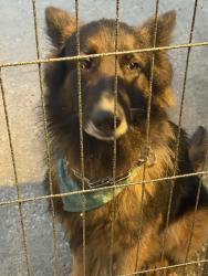 Found/Stray Male Dog last seen Old Houston Road, Montgomery County, TX 77302