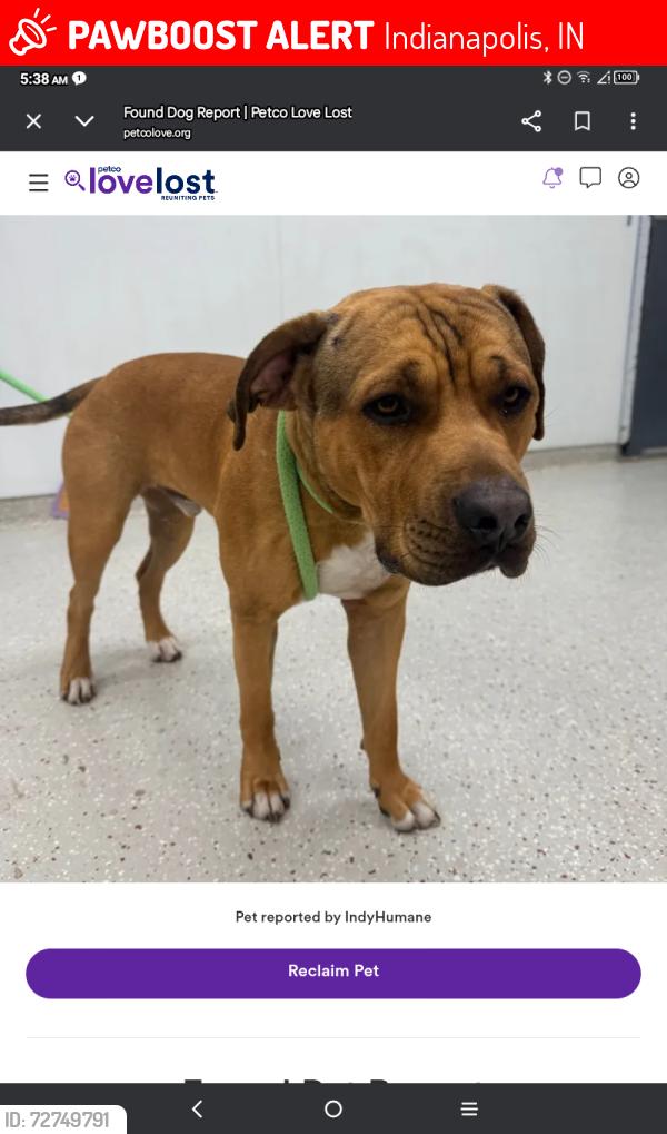 Lost Male Dog last seen Indyland laundry , Indianapolis, IN 46235