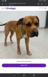 Lost Male Dog last seen Indyland laundry , Indianapolis, IN 46235
