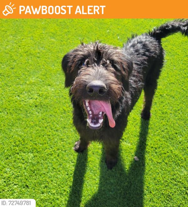 Found/Stray Male Dog last seen Found at Wild Rose Dog Park, Riverside County, CA 92883