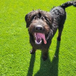 Found/Stray Male Dog last seen Found at Wild Rose Dog Park, Riverside County, CA 92883