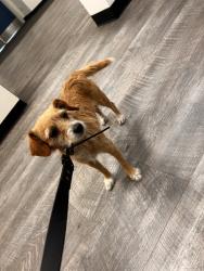 Found/Stray Female Dog last seen Clark St, Mead Valley, CA 92570