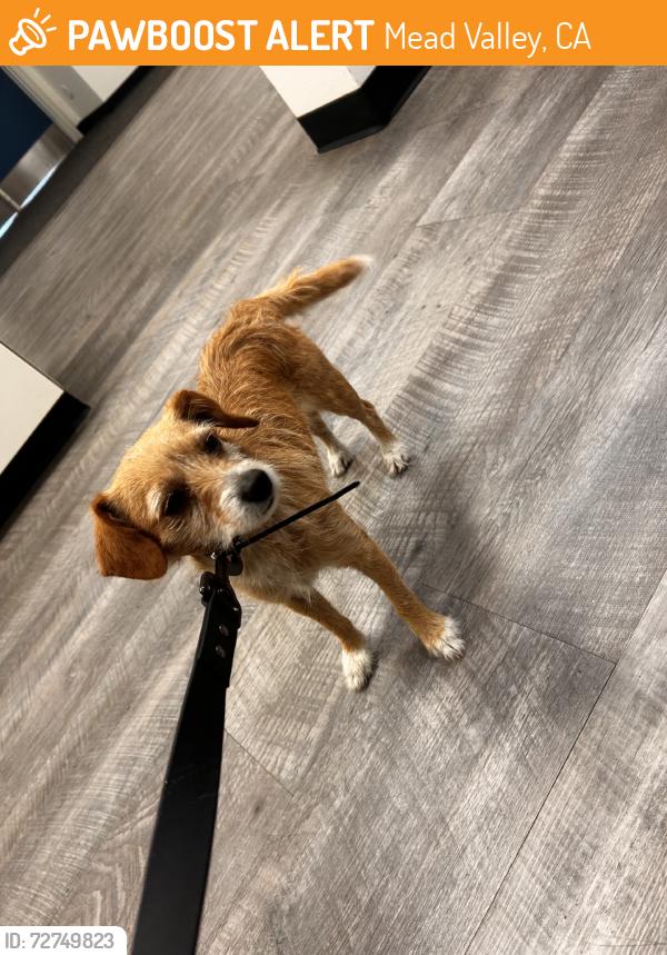 Found/Stray Female Dog last seen Clark St, Mead Valley, CA 92570