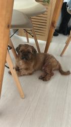 Lost Male Dog last seen Rua Félix Bernardelli, Jd. Bandeirante , Jardim Bandeirante (Sao Rafael), SP 08372-050