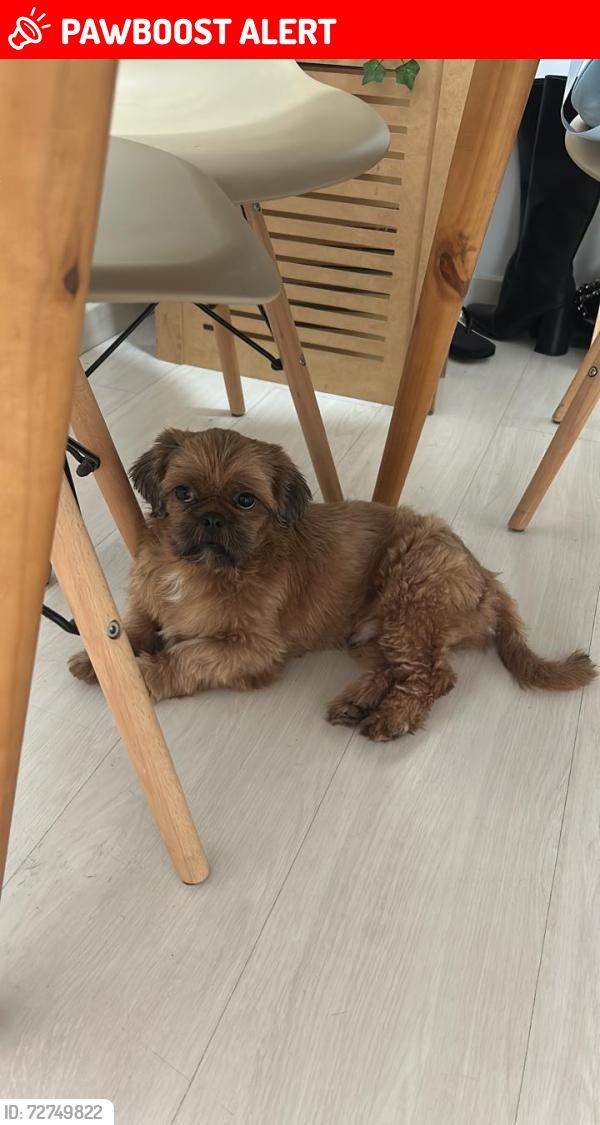 Lost Male Dog last seen Rua Félix Bernardelli, Jd. Bandeirante , Jardim Bandeirante (Sao Rafael), SP 08372-050