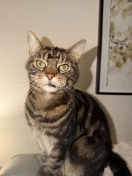 Lost Male Cat last seen Bolted from garden not seen since, Northwood, England ST1