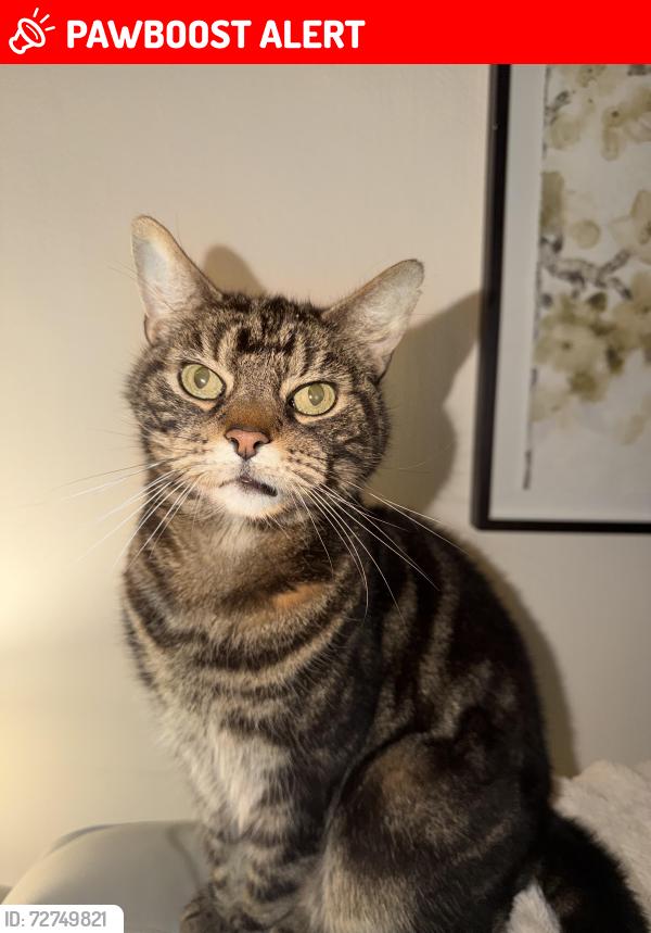 Lost Male Cat last seen Bolted from garden not seen since, Northwood, England ST1
