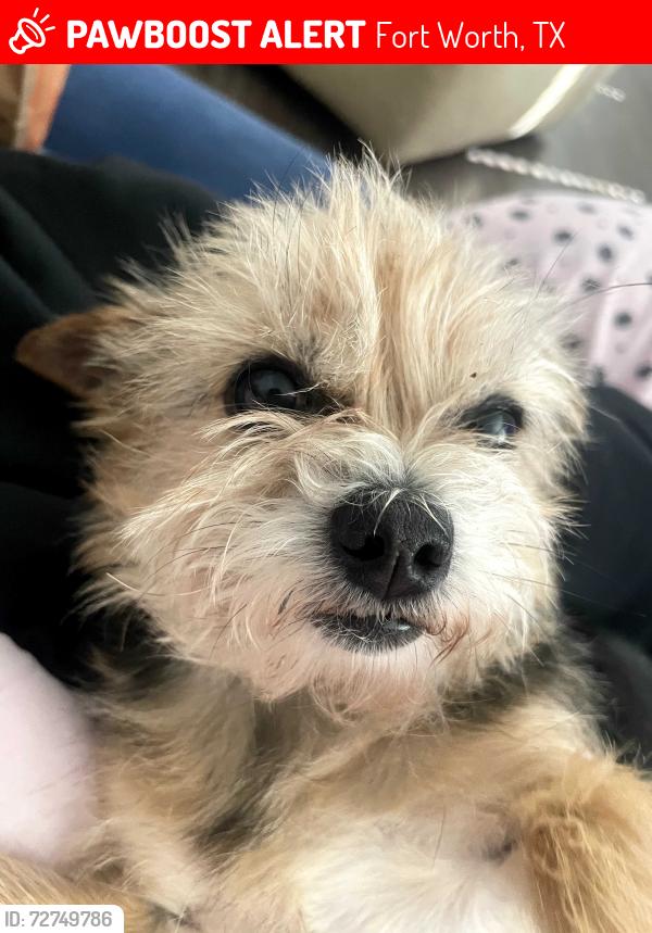 Lost Female Dog last seen Dynamics.... Retreat at Fossil Creek , Fort Worth, TX 76131