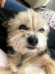 Lost Female Dog last seen Dynamics.... Retreat at Fossil Creek , Fort Worth, TX 76131