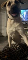 Lost Male Dog last seen Caney Mills Subdivision , Cut and Shoot, TX 77303