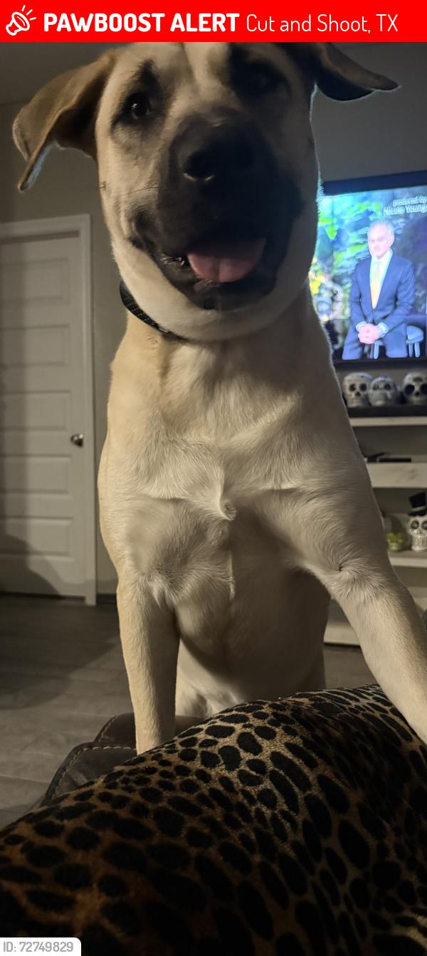Lost Male Dog last seen Caney Mills Subdivision , Cut and Shoot, TX 77303