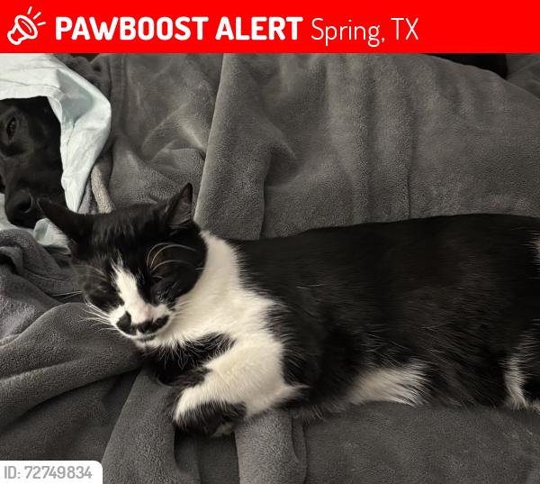 Lost Male Cat last seen Spring Stuebner Dr., Spring, TX 77379
