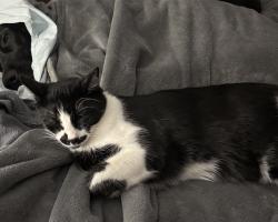 Lost Male Cat last seen Spring Stuebner Dr., Spring, TX 77379