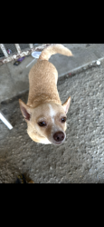 Lost Female Dog last seen Desert rock Road, Desert Hot Springs, CA 92241
