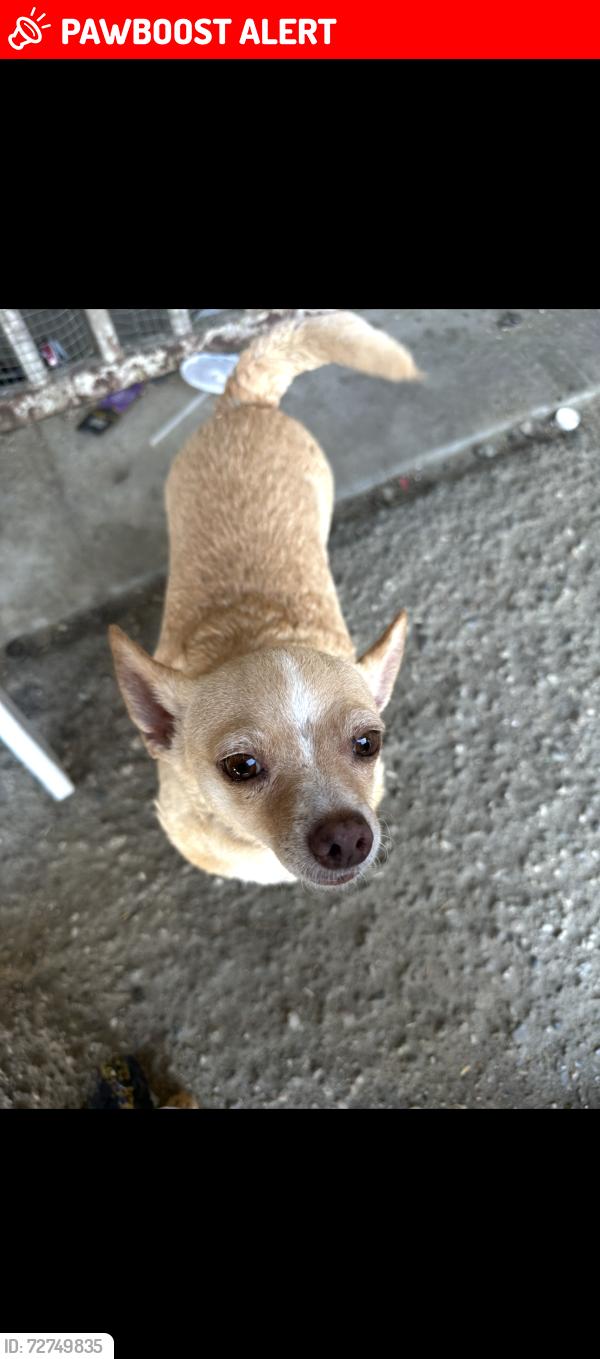Lost Female Dog last seen Desert rock Road, Desert Hot Springs, CA 92241