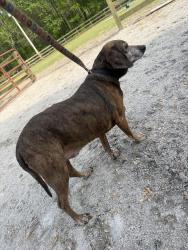 Found/Stray Male Dog last seen Bloomery Rd and Packhouse Rd intersection , Wilson, NC 27896