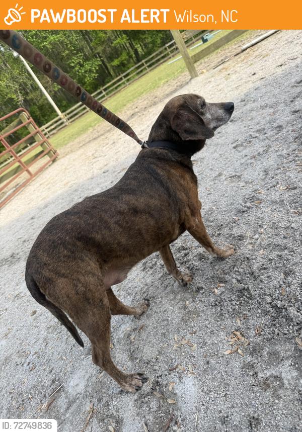 Found/Stray Male Dog last seen Bloomery Rd and Packhouse Rd intersection , Wilson, NC 27896
