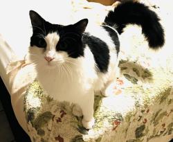 Lost Male Cat last seen Greers Grocery hwy 98, Pensacola, FL 32506