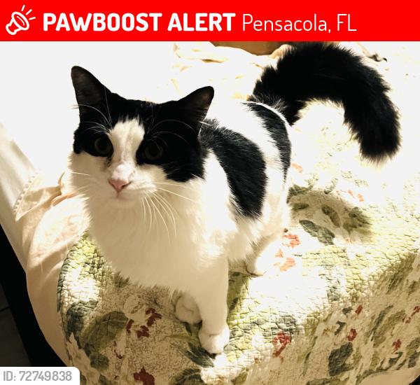 Lost Male Cat last seen Greers Grocery hwy 98, Pensacola, FL 32506