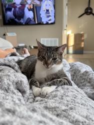 Lost Female Cat last seen Ben Geren Park, Fort Smith, AR 72916