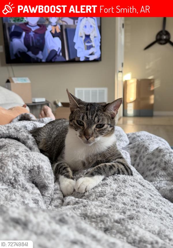 Lost Female Cat last seen Ben Geren Park, Fort Smith, AR 72916