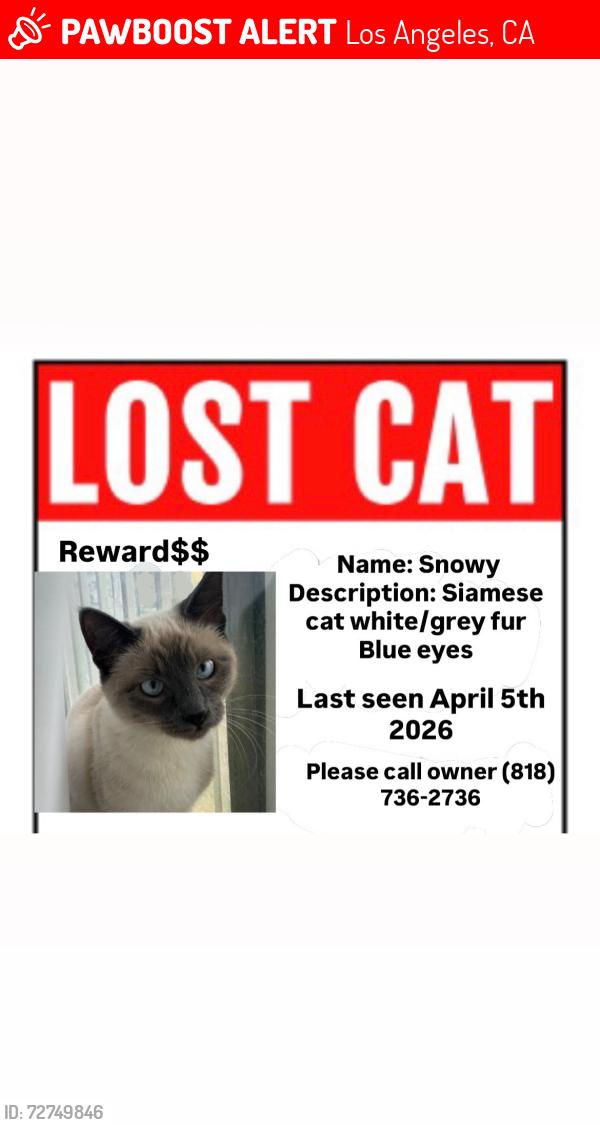 Lost Female Cat last seen Willis n chase, Los Angeles, CA 91402