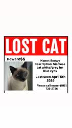 Lost Female Cat last seen Willis n chase, Los Angeles, CA 91402