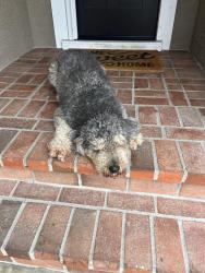 Found/Stray Male Dog last seen Springdale and Warner, Huntington Beach, CA 92649