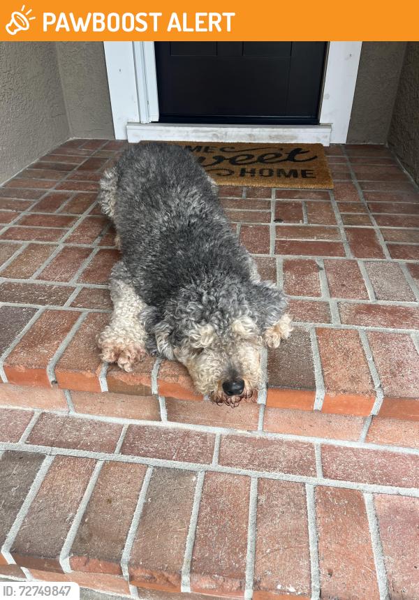 Found/Stray Male Dog last seen Springdale and Warner, Huntington Beach, CA 92649