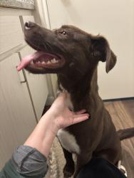 Found/Stray Male Dog last seen Glenna Goodacre, Lubbock, TX 79401
