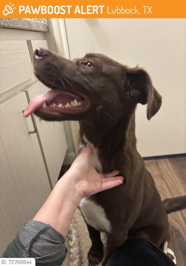 Found/Stray Male Dog last seen Glenna Goodacre, Lubbock, TX 79401