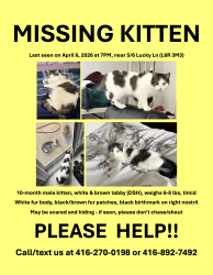 Lost Male Cat last seen Mountain Ash Public School, Brampton, ON L6R 3M3