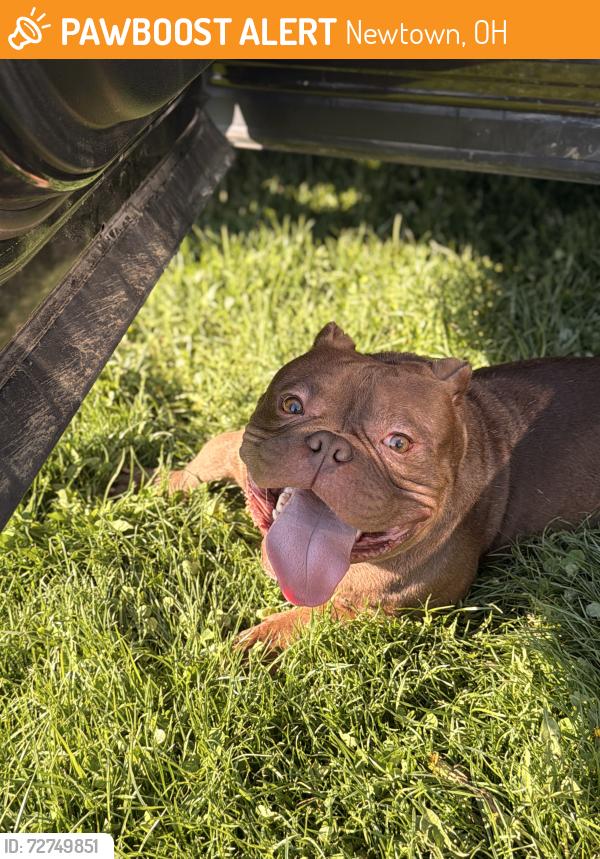 Found/Stray Male Dog last seen RC Flyers Club, Newtown, OH 45244