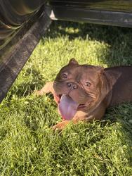 Found/Stray Male Dog last seen RC Flyers Club, Newtown, OH 45244