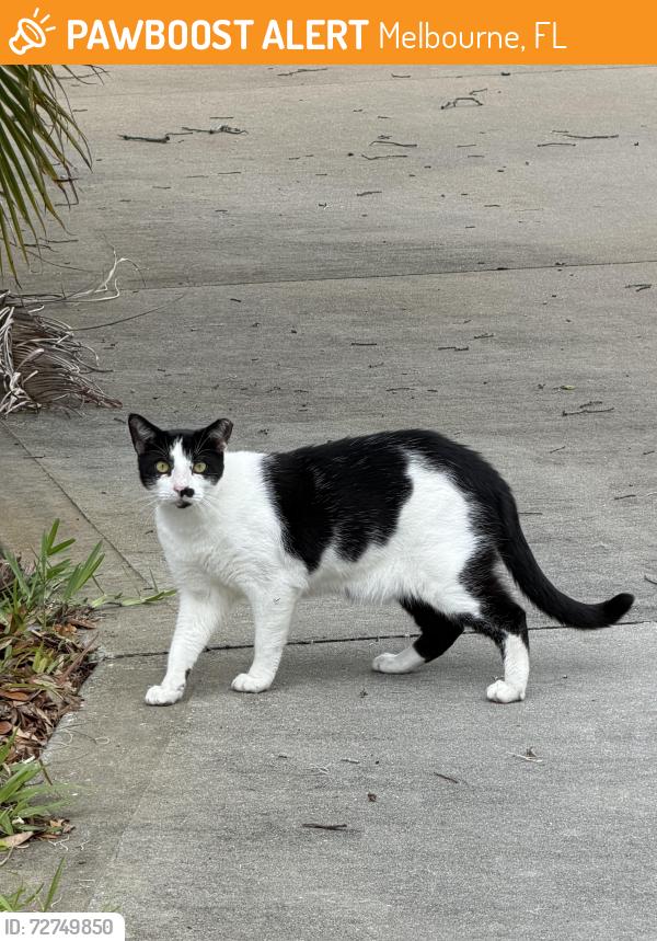 Found/Stray Unknown Cat last seen CVS at the corner of 192 and Babcock street , Melbourne, FL 32901