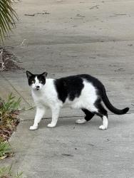 Found/Stray Unknown Cat last seen CVS at the corner of 192 and Babcock street , Melbourne, FL 32901