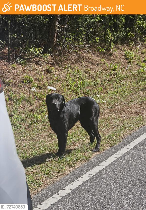 Found/Stray Male Dog last seen Mcarthur Rd, P Church Rd, Broadway, NC 27505